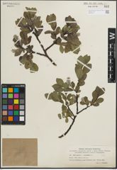 Foto von Salix glauca L. x Salix myrsinites L.
